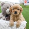 Image of April, a Golden Retriever puppy