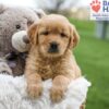 Image of April, a Golden Retriever puppy