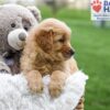 Image of April, a Golden Retriever puppy