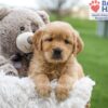 Image of April, a Golden Retriever puppy