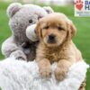 Image of April, a Golden Retriever puppy