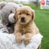 Image of April, a Golden Retriever puppy