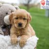 Image of April, a Golden Retriever puppy