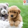 Image of Arlo, a Golden Retriever puppy
