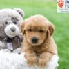 Image of Arlo, a Golden Retriever puppy