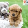 Image of Arlo, a Golden Retriever puppy