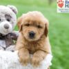 Image of Arlo, a Golden Retriever puppy
