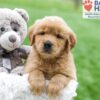 Image of Arlo, a Golden Retriever puppy