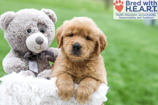 Image of Arlo, a Golden Retriever puppy