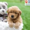Image of Arlo, a Golden Retriever puppy