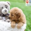 Image of Arlo, a Golden Retriever puppy