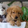Image of Ash, a Golden Retriever puppy