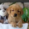 Image of Ash, a Golden Retriever puppy
