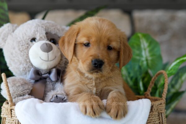 Image of Ash, a Golden Retriever puppy