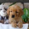Image of Ash, a Golden Retriever puppy