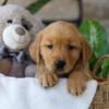 Image of Ash, a Golden Retriever puppy