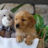 Image of Ash, a Golden Retriever puppy