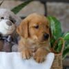 Image of Ash, a Golden Retriever puppy