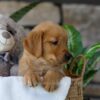 Image of Ash, a Golden Retriever puppy