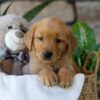 Image of Ash, a Golden Retriever puppy