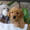 Image of Ash, a Golden Retriever puppy