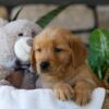 Image of Ash, a Golden Retriever puppy