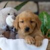 Image of Ash, a Golden Retriever puppy