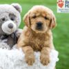 Image of Ash, a Golden Retriever puppy