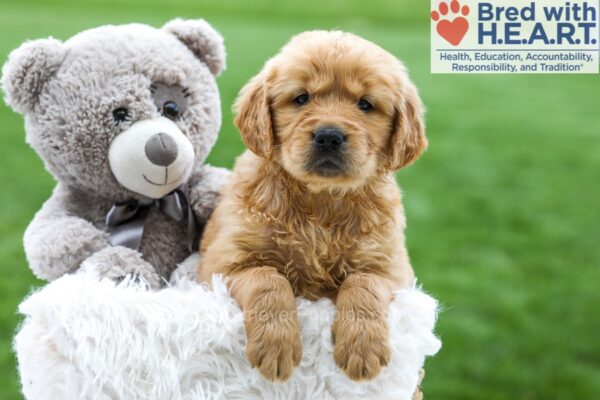 Image of Ash, a Golden Retriever puppy