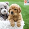 Image of Ash, a Golden Retriever puppy