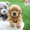 Image of Ash, a Golden Retriever puppy