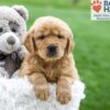 Image of Ash, a Golden Retriever puppy