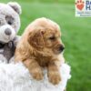 Image of Ash, a Golden Retriever puppy
