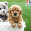 Image of Ash, a Golden Retriever puppy