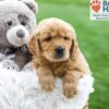 Image of Ash, a Golden Retriever puppy