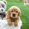 Image of Ash, a Golden Retriever puppy