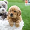 Image of Ash, a Golden Retriever puppy