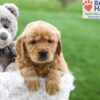Image of Ash, a Golden Retriever puppy