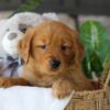 Image of Bonnet, a Golden Retriever puppy