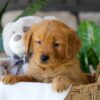 Image of Bonnet, a Golden Retriever puppy