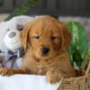 Image of Bonnet, a Golden Retriever puppy