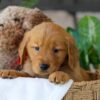 Image of Bonnet, a Golden Retriever puppy