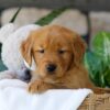 Image of Bonnet, a Golden Retriever puppy