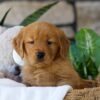 Image of Bonnet, a Golden Retriever puppy