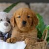 Image of Bonnet, a Golden Retriever puppy