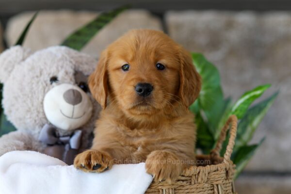 Image of Bonnet, a Golden Retriever puppy