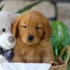 Image of Bonnet, a Golden Retriever puppy
