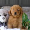 Image of Bonnet, a Golden Retriever puppy