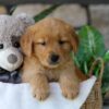Image of Bunny, a Golden Retriever puppy