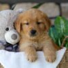 Image of Bunny, a Golden Retriever puppy